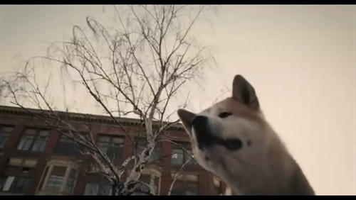 等 – 《忠犬八公的故事》影评