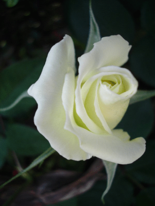 壁纸 花 桌面 500_666 竖版 竖屏 手机 gif 动态图 动图