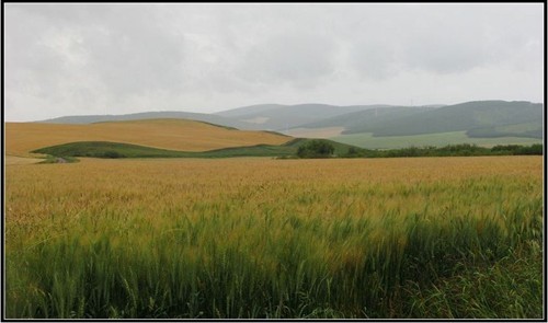 风吹麦浪+卡片大富翁游戏交流