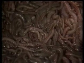 下水道的美人鱼?