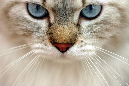 薄荷猫美瞳价格多少钱,薄荷猫美瞳价格多少钱一支