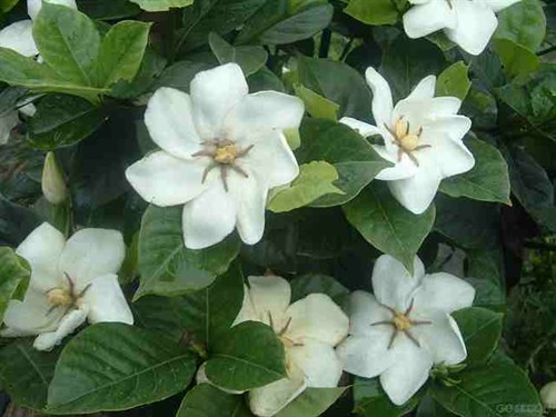 随便花 223819.86381379.jpg