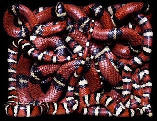 看看这些五彩斑斓的蛇