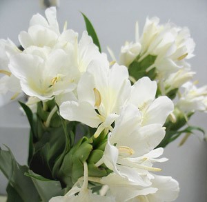 花卉小识(1)————姜花