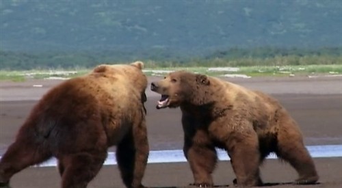 Grizzly Man (2005) – 《灰熊人》影评