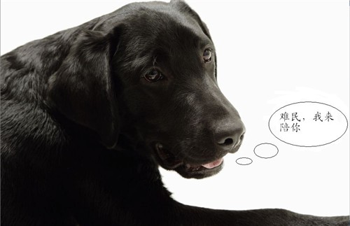 梦境解析，黑与白之间的挣扎——被黑狗与白狗咬伤后的反击与反思