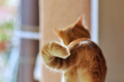 做梦梦见动物亲吻我,梦境背后的深层含义与解析 做梦梦见动物亲吻我,梦境背后的深层含义与解析