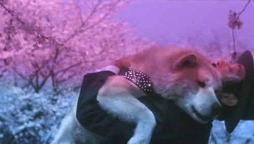 《忠犬八公物语》忠犬八公的故事