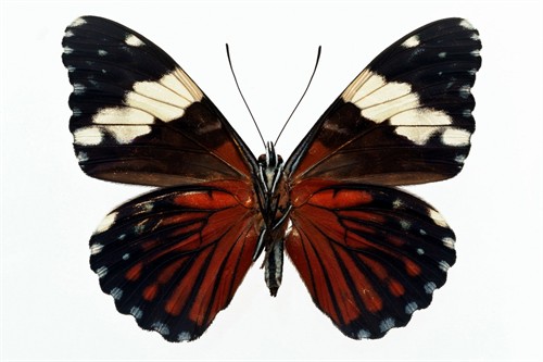 蝴蝶的寓意有哪些 180216.83165327.jpg