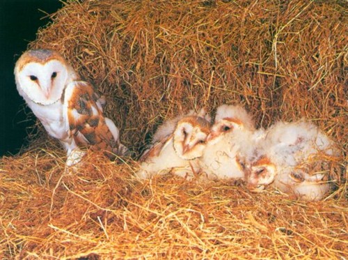 动物世界之《守卫者传奇》猫头鹰真身大现形 – 《猫头鹰王国:守卫者传奇》影评