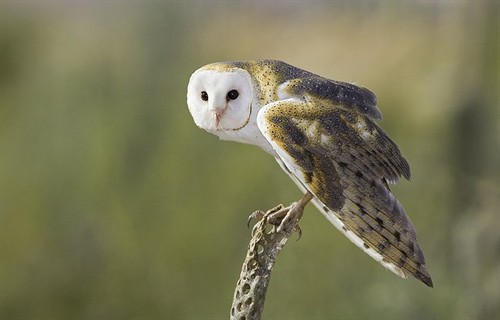 动物世界之《守卫者传奇》猫头鹰真身大现形 – 《猫头鹰王国:守卫者传奇》影评