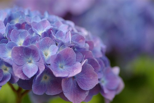 《魂断威尼斯》:紫阳花魇