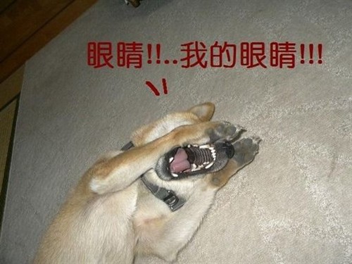 <em>蛋疼女</em>学生集体半裸激情舞! 囧囧囧 电影