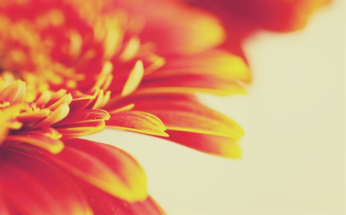 All Over Love --love psychedelico 音动我心 电影