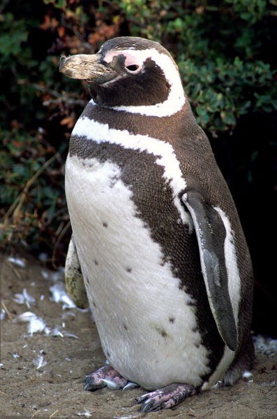 企鹅是航海家麦哲伦在1519年环南美大陆航行时发现的,故此以他的名字