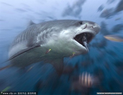 鲨鱼 生物全纪实Creature Discovery 电影