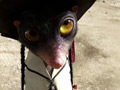 兰戈Rango(2011)