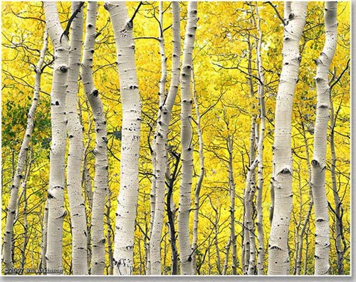 the wood pile by robert frost essay the wood pile by robert frost essay