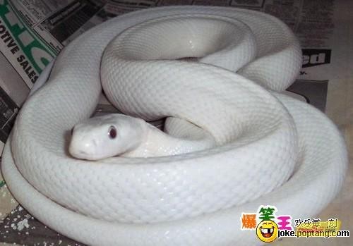 我最喜欢的动物合集---有兴趣看看!