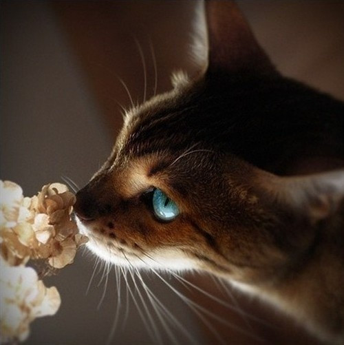 你心有猛虎,细嗅蔷薇