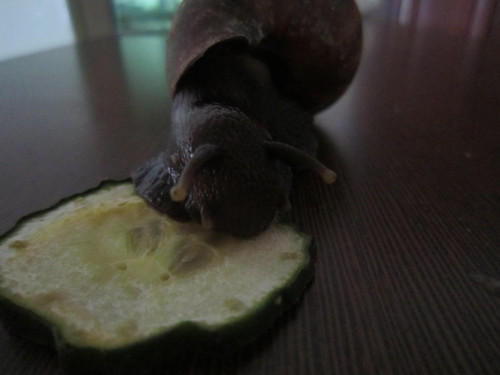 好可爱的~世界上最大的蜗牛!名贵宠物，100美元一对