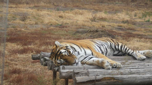 与虎儿的亲密接触