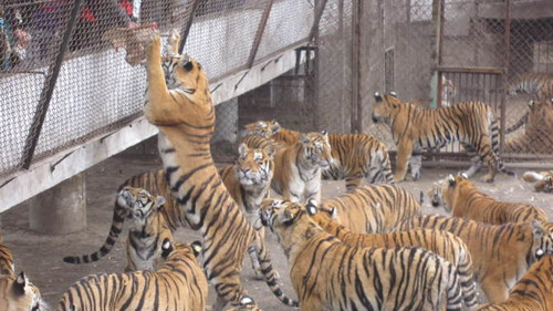 与虎儿的亲密接触