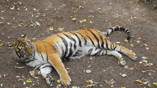 与虎儿的亲密接触