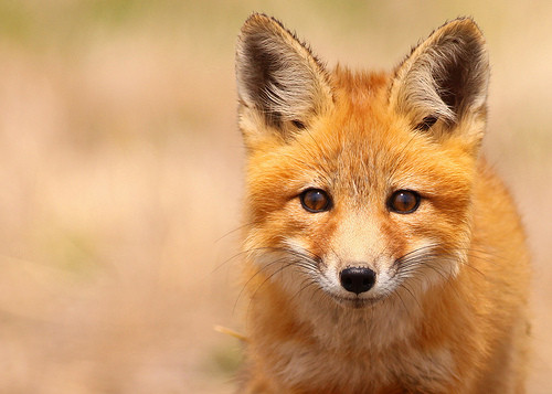 小狐狸买手套+外国经典短篇阅读