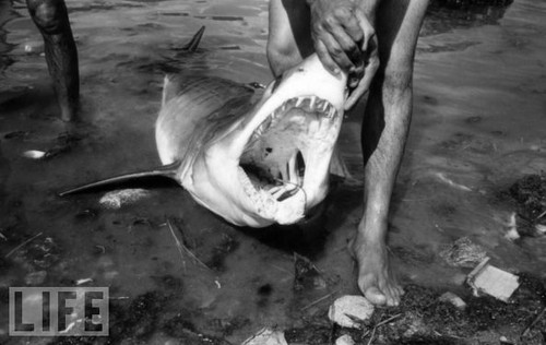 1952年生活杂志封面故事--海明威的《老人与海