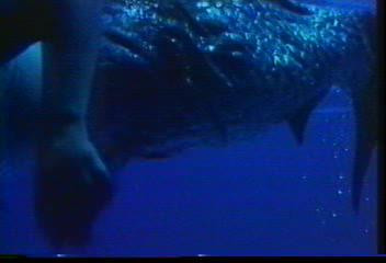 泰国绝版电影鲤鱼精