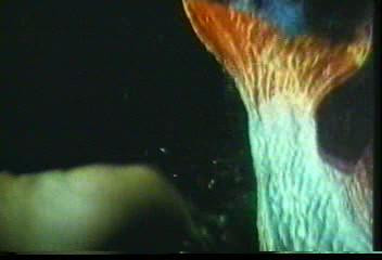 泰国绝版电影鲤鱼精