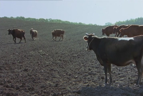 【看图猜电影】生命之树 橙子终结