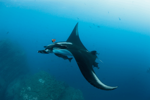 电影《海洋》里的全体“演员” – 《海洋》影评