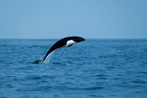 电影《海洋》里的全体“演员”+–+《海洋》影评