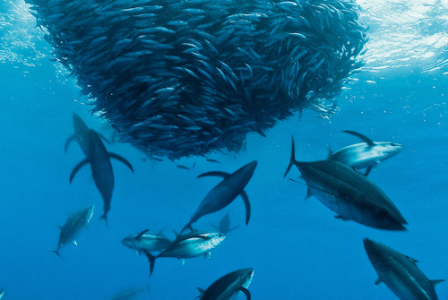 电影《海洋》里的全体“演员” – 《海洋》影评