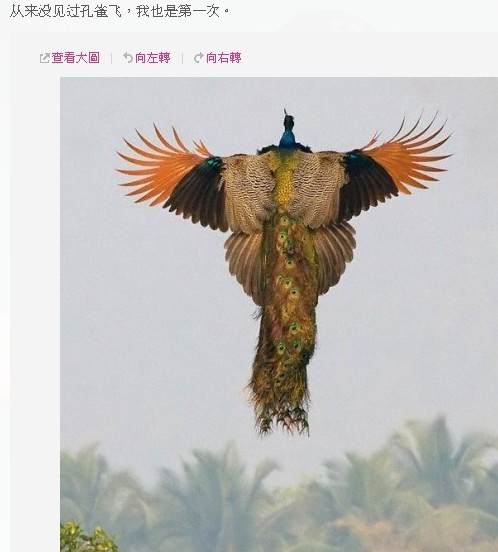 L.有人说看到白色的孔雀开屏 ,能带来好运