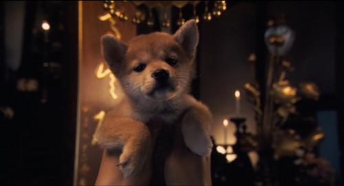 《忠犬八公的故事》:忠诚,温情,催泪 表情党 电影