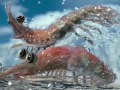 快乐的大脚2Happy Feet Two(2011)