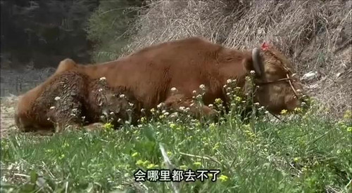 mtime.com,不是m的乌托邦. – 《牛铃之声》影