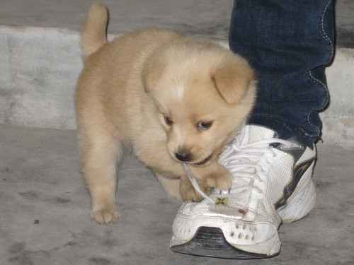 little puppy 小奶狗 爱自己 爱动物 爱自然 爱生活 电影