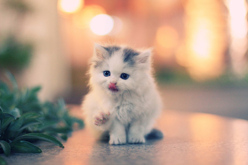 用户给台湾人定居在珠海的留言 – Mtime时光