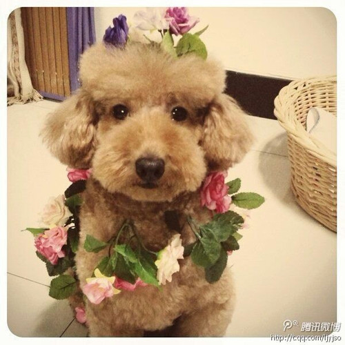 用户对台湾人定居在珠海的评价 –