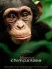 黑猩猩/Chimpanzee(2012)