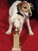 小狗乌吉 Uggie
