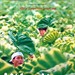 菊次郎的夏天 海报(英文) #01