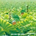 菊次郎的夏天 海报 #01