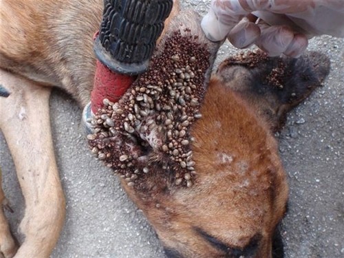 主题:吃过的,别来看,没吃的,看了也不想吃了