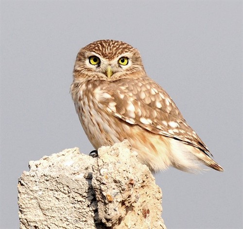 动物世界之守卫者传奇猫头鹰真身大现形