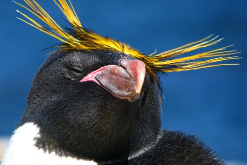 这就是马可罗尼企鹅,跟凤头黄眉企鹅的区别在于没有眉毛的部分,而且